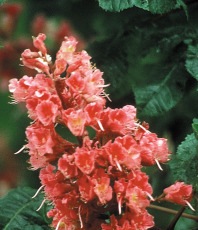 Red Chestnut