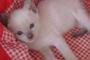 Avatar Pepita